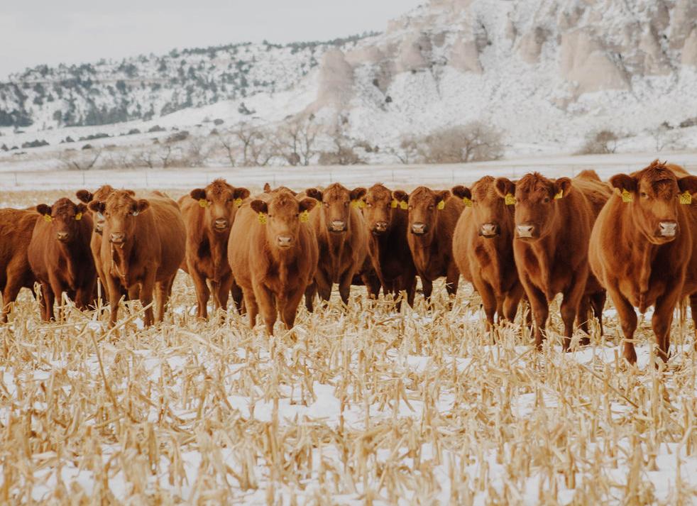 Diving into a sea of red: Morrill County ranch specializes in Red Angus